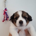 32 Tag Anhaenger von Andrea